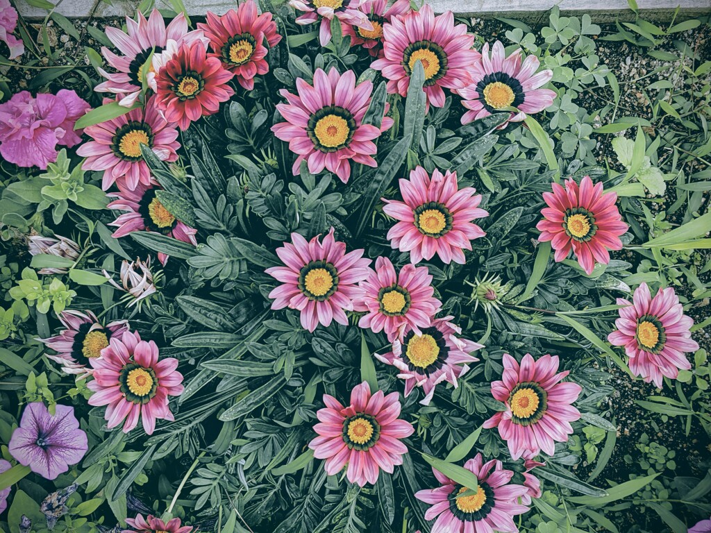 花々々