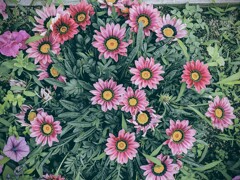 花々々