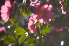 風の花