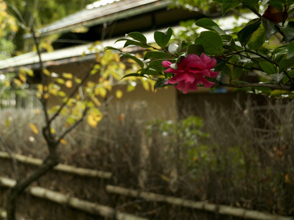 山茶花