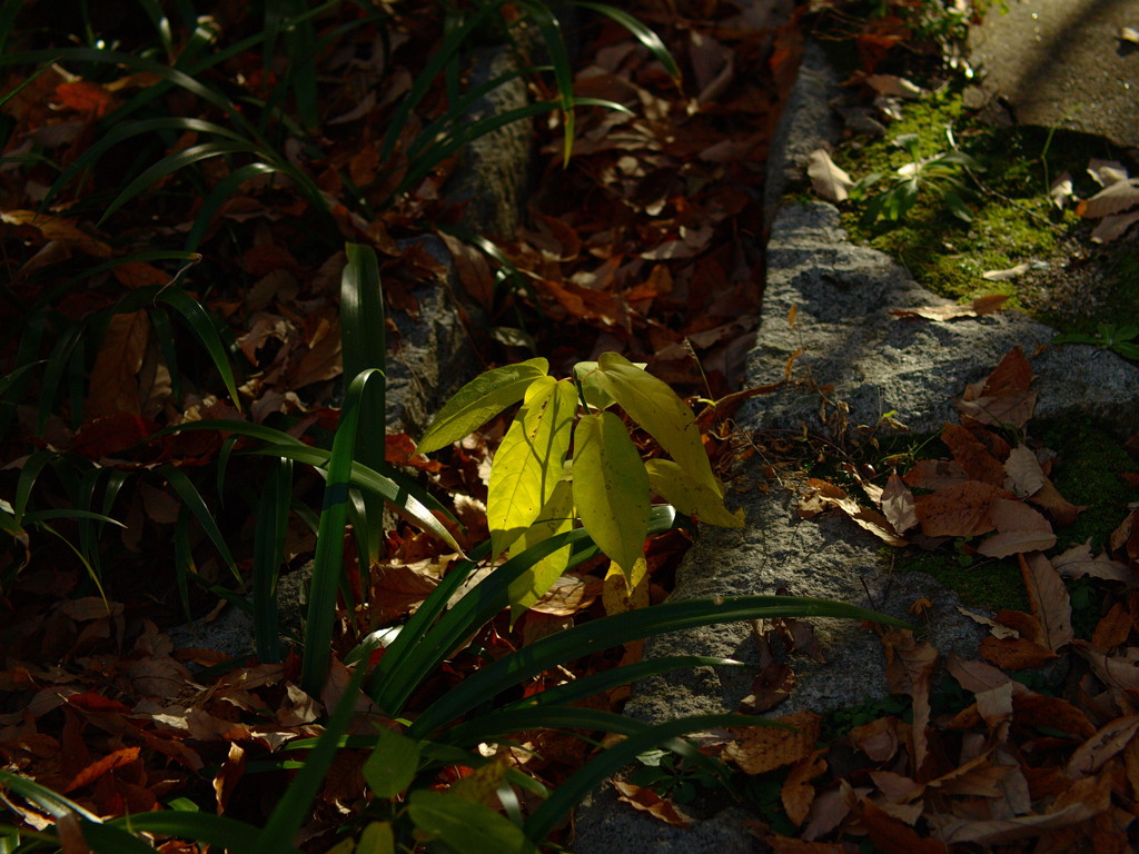 散っては咲きます。