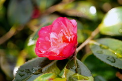 鮮度のバロメーター