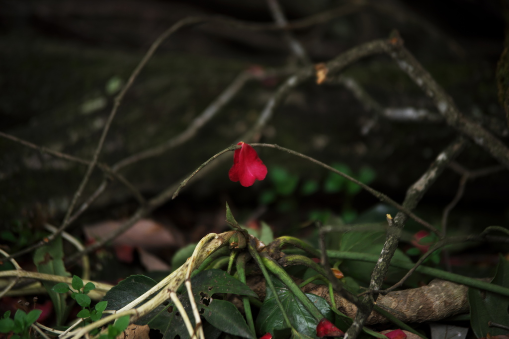 枯れた枝木に救われる