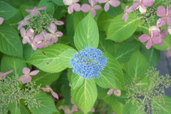 小さな息吹