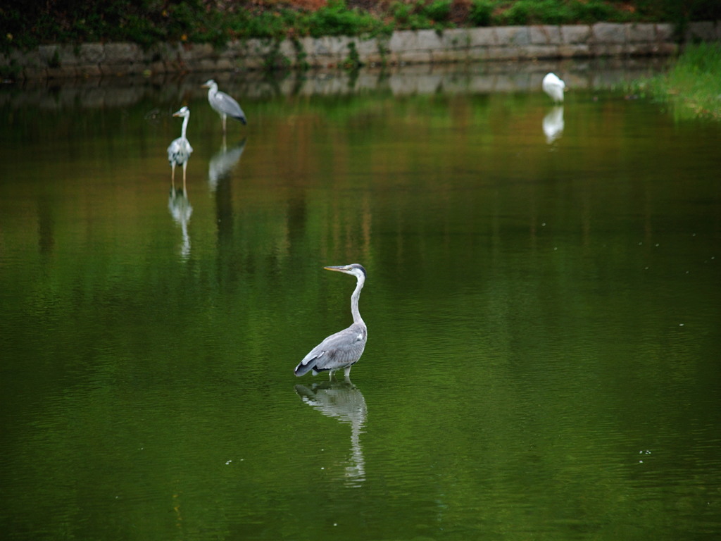 鷺の池