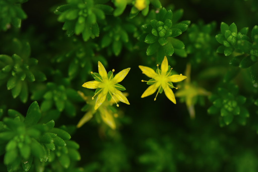 もうひとつの星