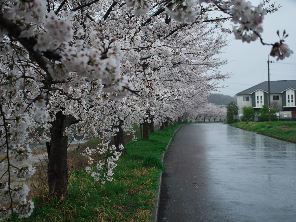 雨降り