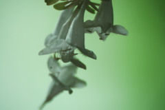 心に咲く花