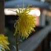 菊の灯り