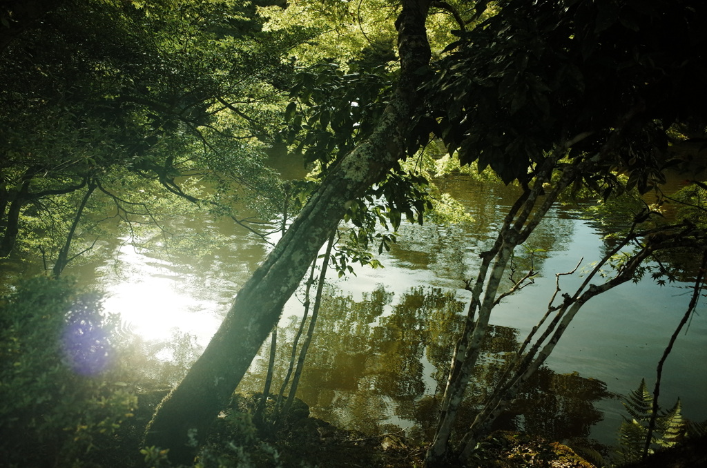 池の中