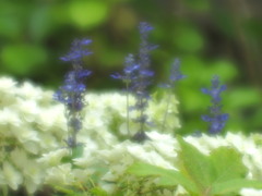 白と紫