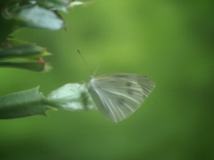雨宿りの紋白蝶