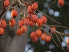 柿の生る木