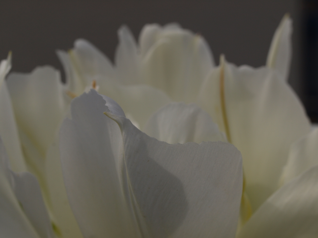 白い花弁