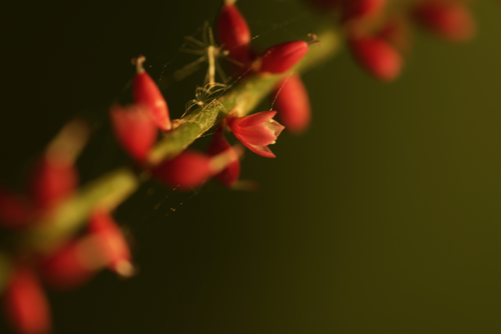 淑やかの活かせ方