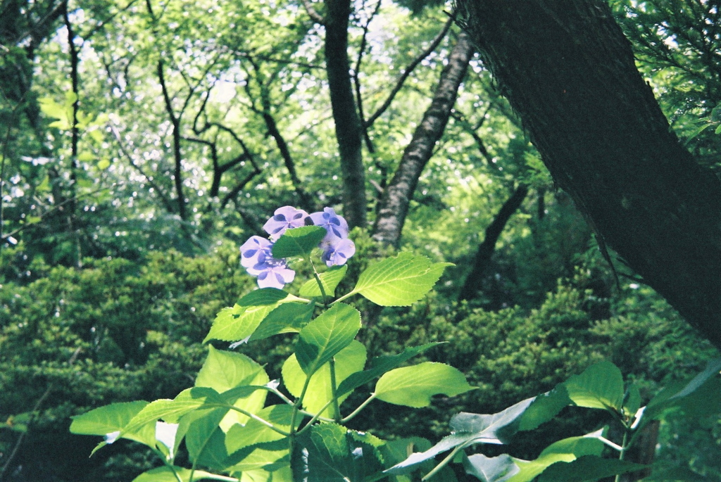 山紫陽花一輪咲