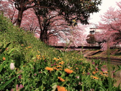 散りぎわの美学