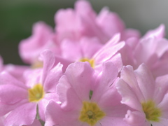 花束