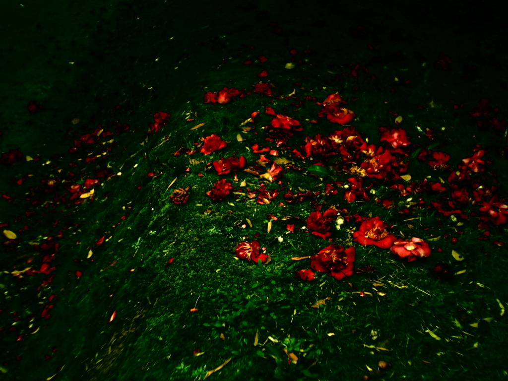 RED CURTAIN