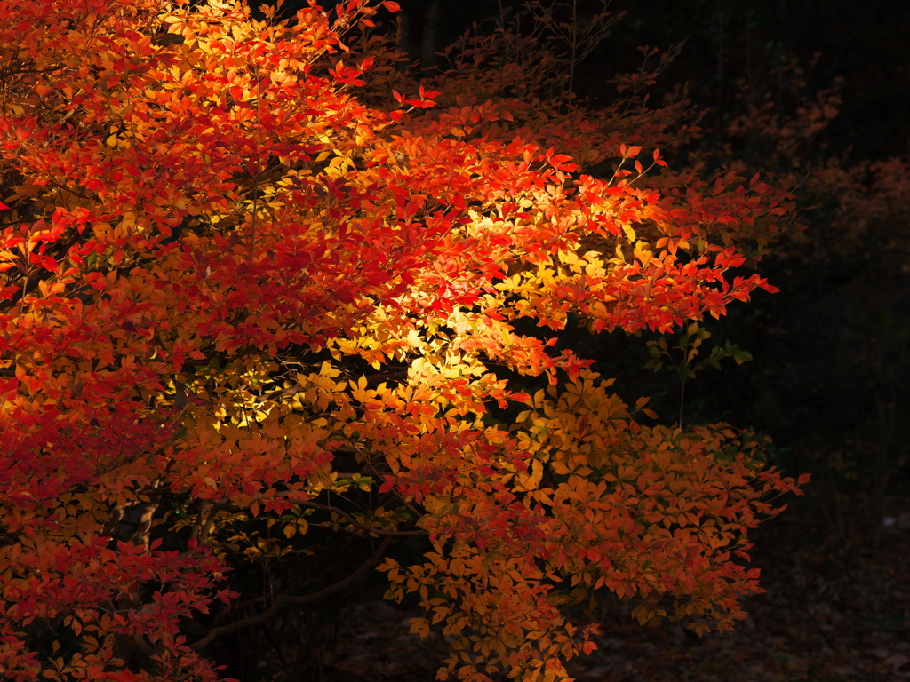 奥深き紅葉