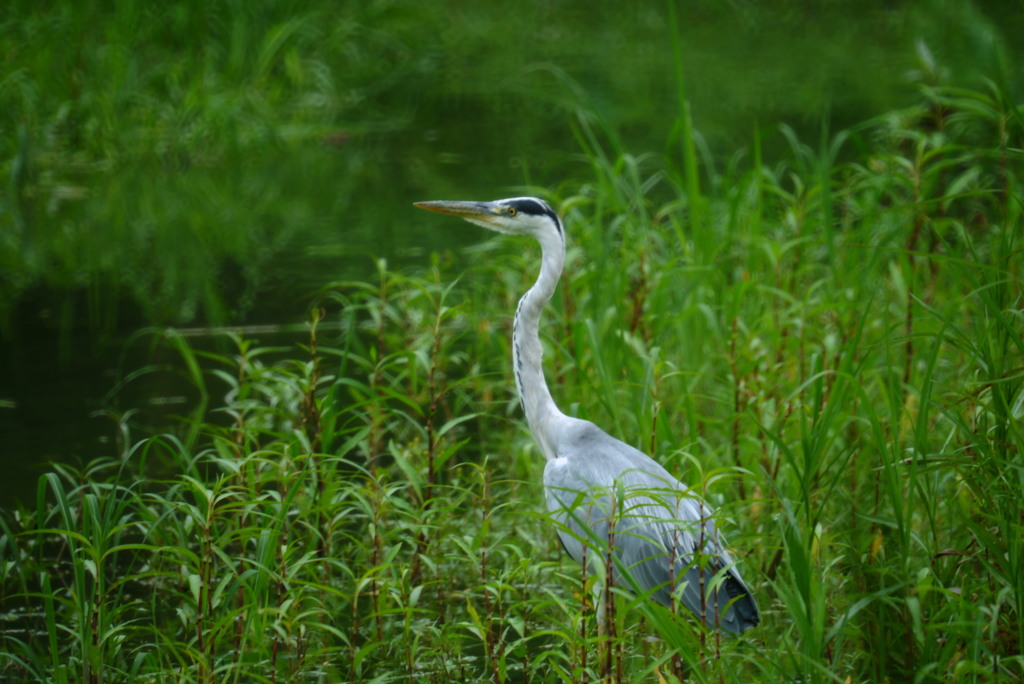 飛ぶ子は育つ。
