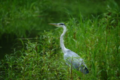 飛ぶ子は育つ。