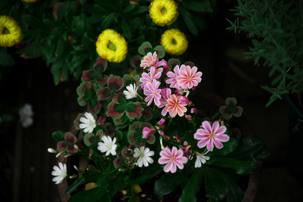 下段の花々