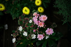 下段の花々