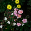 下段の花々