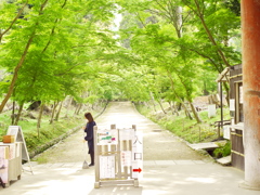 朝一番の樹葉