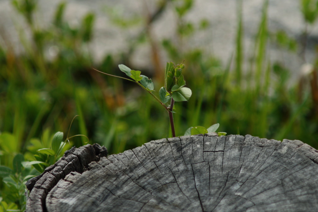 それでも僕は生きてやる