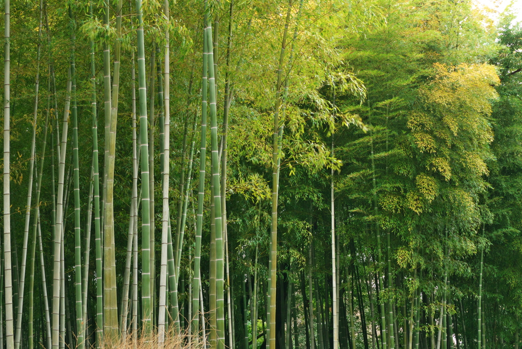 竹林春景色