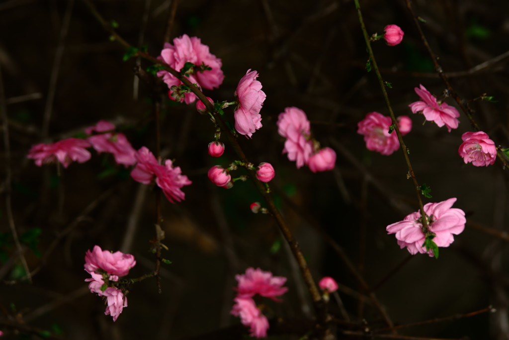 一花咲き