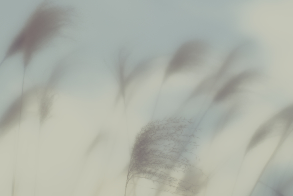風は歌う