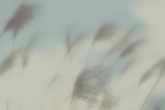 風は歌う