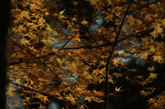 今年のモミジは粋がいい