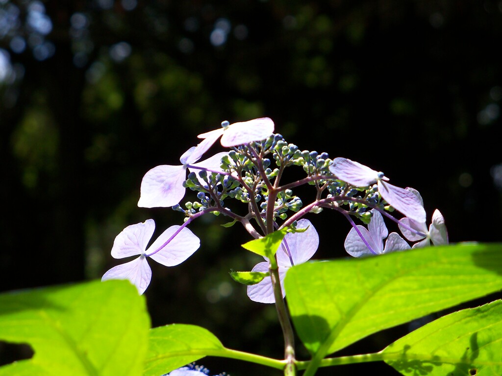 紫陽花の咲く季節