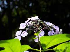 紫陽花の咲く季節