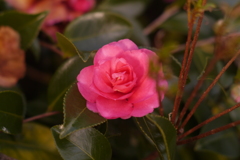 日々違う花となる