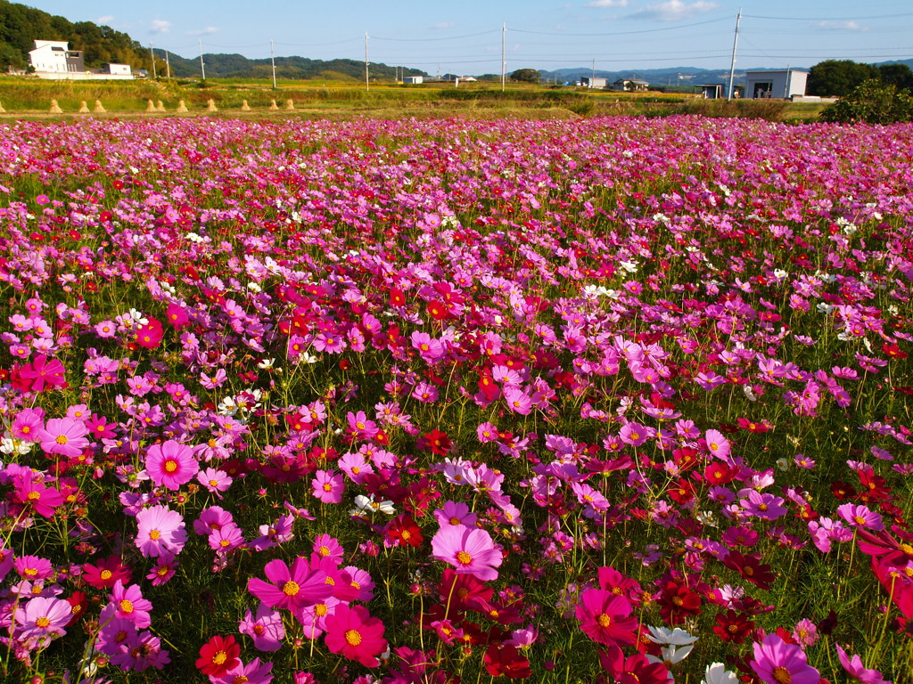 秋桜