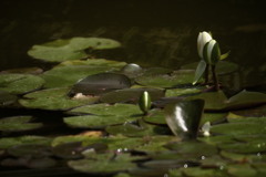 これでいて幸せ。