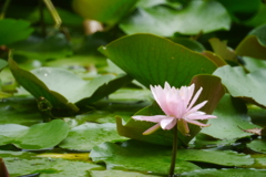 微睡の水景 微睡の水景