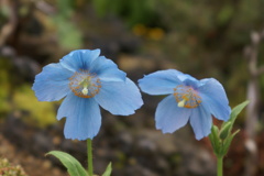 青いケシの花