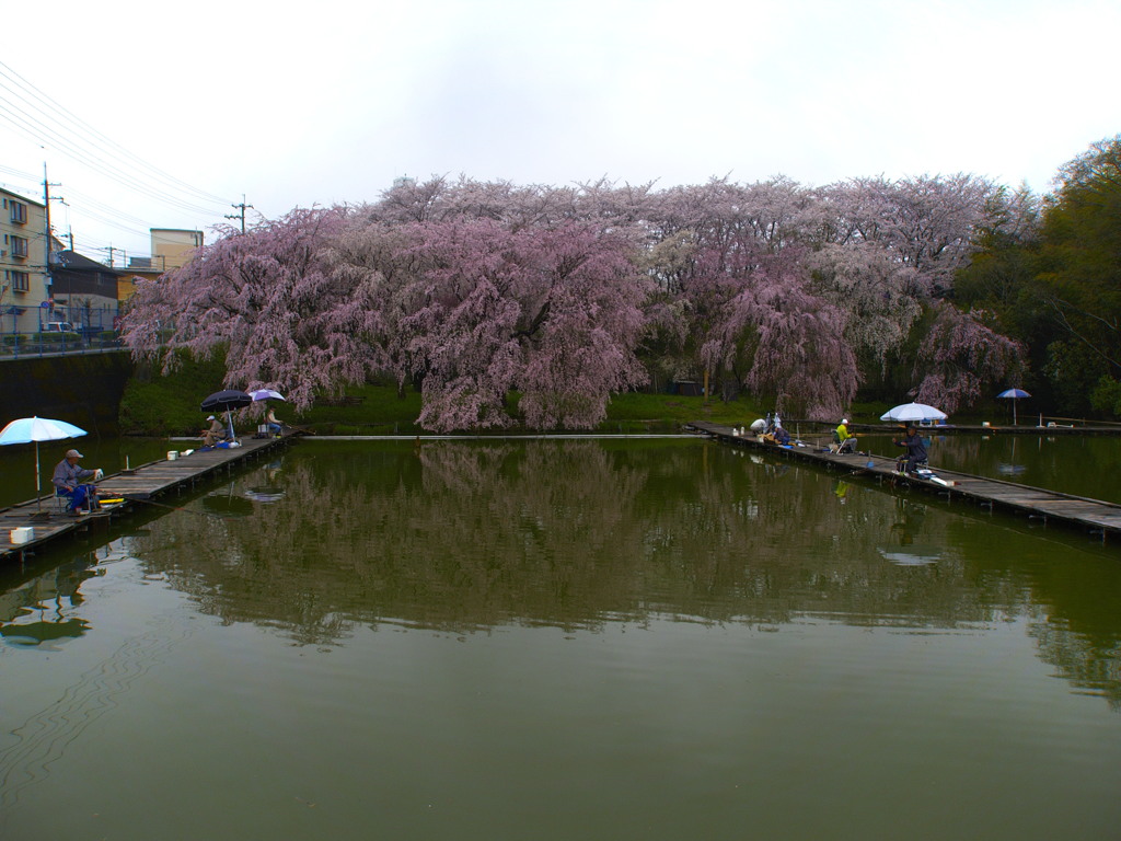 男山美桜