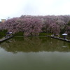 男山美桜