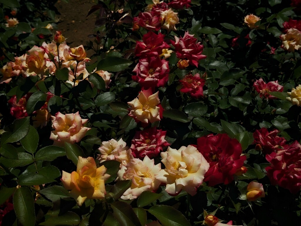 無機質な薔薇達