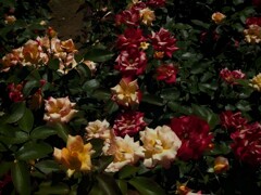 無機質な薔薇達
