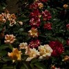 無機質な薔薇達