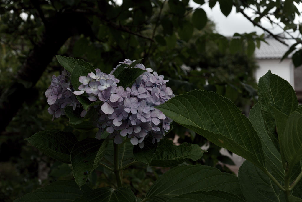残花の紫陽花