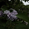 残花の紫陽花